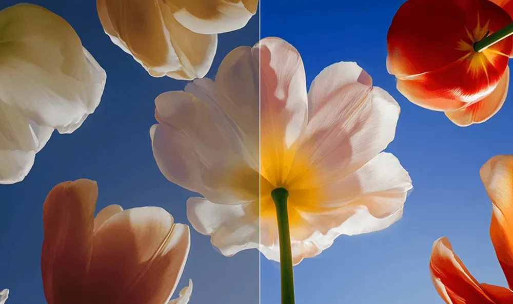 Xiaomi Visual Engine